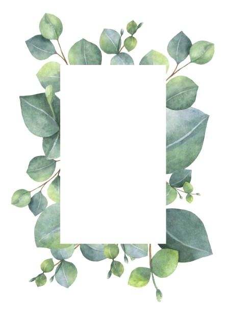 Eucalyptus Background Wallpapers, Eucalyptus Background, Dollar Eucalyptus, Feuille Eucalyptus, Watercolor Green, Silver Dollar Eucalyptus, Watercolor Card, Floral Card, Album Scrapbooking