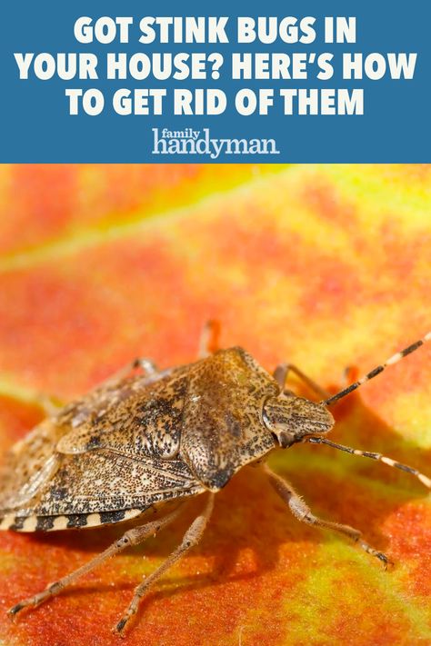 Stink Bugs In House, Stink Bug Repellent, Stink Bug Trap, Box Elder Bugs, Essential Oil Bug Repellent, Fall Home Maintenance, Repellent Diy, Handyman Hacks, Ants In House