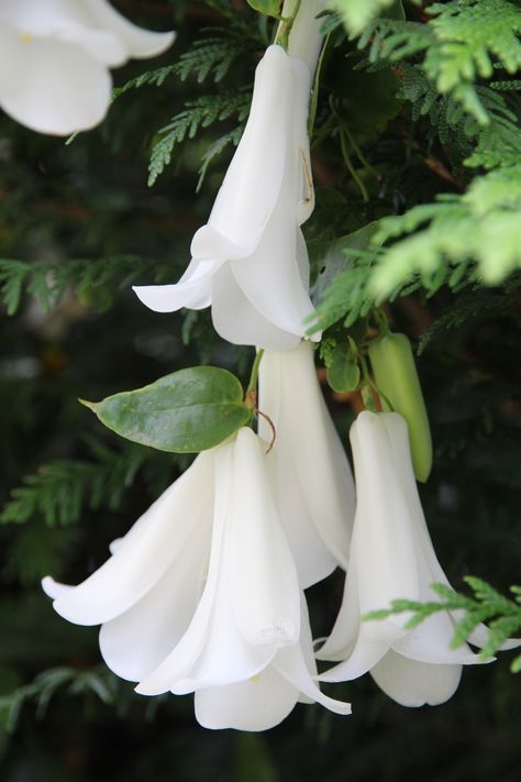 Trumpet Aesthetic, Chilean Bellflower, Lapageria Rosea, Touch Of God, Angels Trumpet, Flowers By Color, Flower Chart, Goddess Aphrodite, Bell Flowers