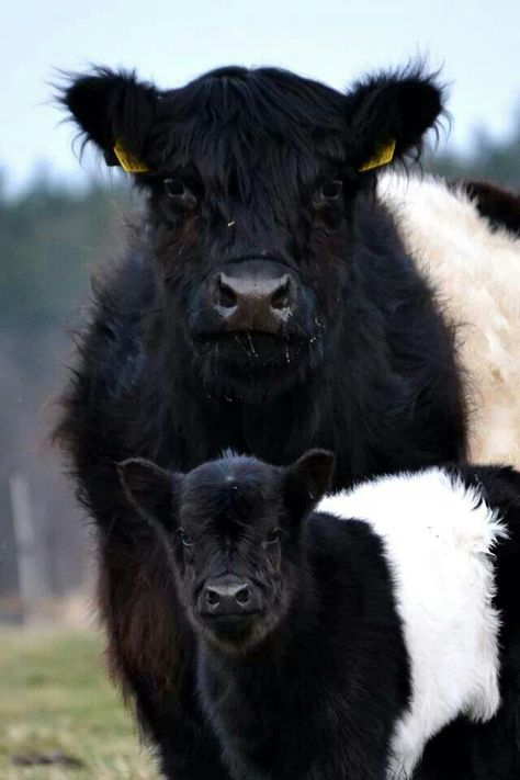 Awww! Adorable!!!! Dutch Belted cattle. Their milk fat is actually more than the Jersey's surprisingly. It's 7% and a Jersey's is 6%. Wow! It would be fun to own at least one of these female cows for milk. :) Galloway Cattle, White Cows, Big Puppies, Fluffy Cows, Cow Calf, Baby Cows, Farmhouse Cottage, Cute Cows, Country Life