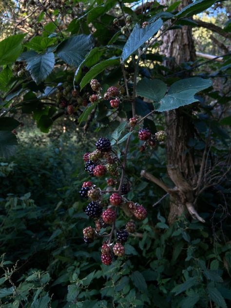 Blackberry Bush Aesthetic, Bramble Aesthetic, Blackberry Aesthetic, Thorny Bushes, Elderberry Bush, Blackberry Bramble, Blackberry Bush, Blackberry Plants, Berry Plants