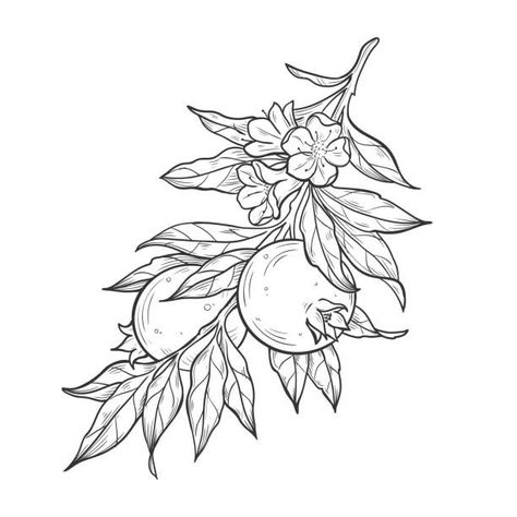 Drawing Pomegranate, Branch Sketch, Pomegranate Drawing, Pomegranate Branch, Seed Tattoo, Pomegranate Tattoo, Pomegranate Flower, Fruit Tattoo, Pomegranate Art