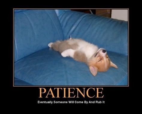 Patience...it's all about patience Funny Patience Quotes, Doggy Quotes, Confucius Quotes, Patience Quotes, Happy Thanksgiving Quotes, Wishful Thinking, Motivational Posters, Funny Cute, Make You Smile