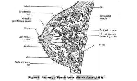 Female Breast Anatomy Drawing, How To Draw Breast Anatomy, Breast Anatomy Drawing, Mammary Gland Anatomy, Human Eye Diagram, Breast Anatomy, Pelvis Anatomy, Basic Anatomy, Basic Anatomy And Physiology