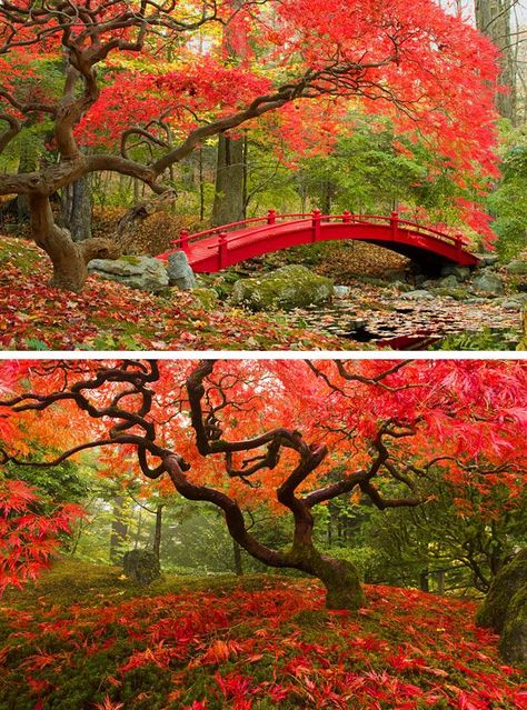 Garden Bridges, Mossy Forest, Weeping Cherry Tree, Japanese Bridge, Japanese Forest, Japanese Nature, Forest Drawing, Japanese Maples, Maple Trees