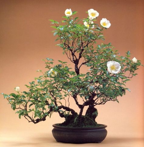 Rose Bonsai Namjoon Bonsai, Rose Bonsai, Tree Types, Bonsai Tree Types, Bonsai Tree Care, Indoor Bonsai Tree, Bonsai Flower, Japanese Bonsai, Indoor Bonsai