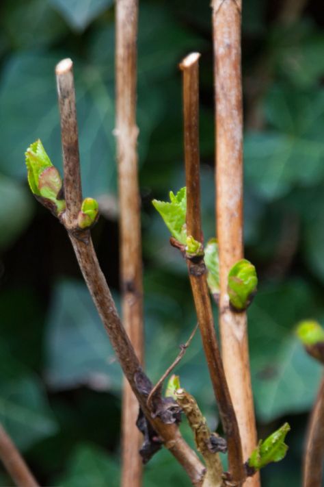 When To Fertilize Hydrangeas - How To Get Big Blooms This Year! Hydrangea Plant Care, Row Gardening, Hydrangea Plant, Pruning Hydrangeas, Big Leaf Hydrangea, Hydrangea Varieties, Types Of Hydrangeas, Hydrangea Leaves, Growing Blueberries