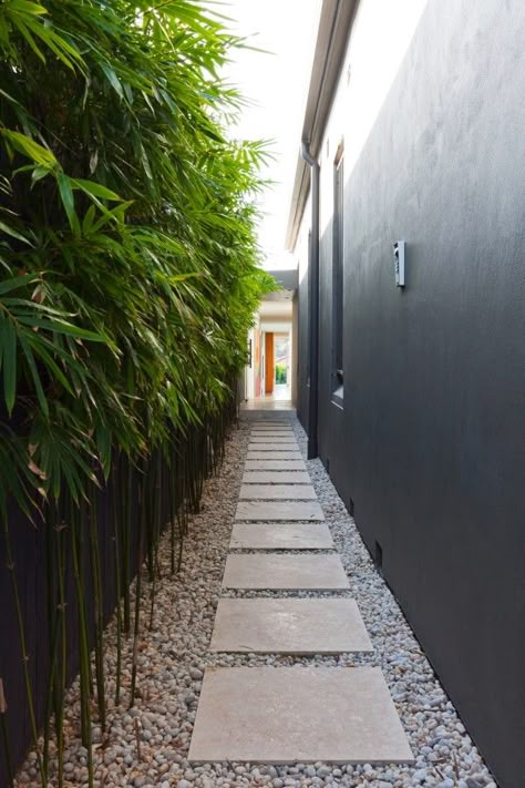 Narrow Walkway, Stepping Stone Pathway, Bamboo Trees, Side Yard Landscaping, Walkways Paths, Side Yards, Garden Privacy, Bamboo Garden, Side Garden