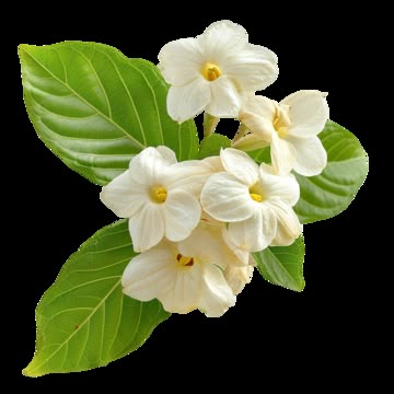 sampaguita,flowers,flower,plant,white flower,floral,beautiful,white,decoration,petal,pink,leaf,fresh flowers,rose,wedding,isolated,bouquet,white flowers,nature,red,watercolor,green,romantic,beautiful flowers,isolated on white,bloom Sampaguita Aesthetic, Transparent Flowers Png, Sampaguita Bouquet, Flowers In The Philippines, Sampaguita Flower, Plant Icons, White Flower Png, Flower Png Transparent, Flower Bouquet Png