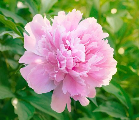 Named for its huge flowers, Peony 'Dinner Plate' (Paeonia lactiflora) produces large, 7 in. wide (17 cm), perfectly formed, shell pink, double flowers, packed with silky petals. Resembling roses, they have a delicate fragrance and are elegantly borne on long, strong stems. Introduced in 1968, 'Dinner Plate' is a strong grower with a handsome lush foliage. Blooming later than most peonies, it will close with the peony show with a luminescent performance. Up to 44 in. in height (110 cm). Late seas Huge Flowers, Flowers Peony, Paeonia Lactiflora, Coral Peonies, Planting Shrubs, Peonies Garden, Shell Pink, Purple Themes, Peonies Bouquet