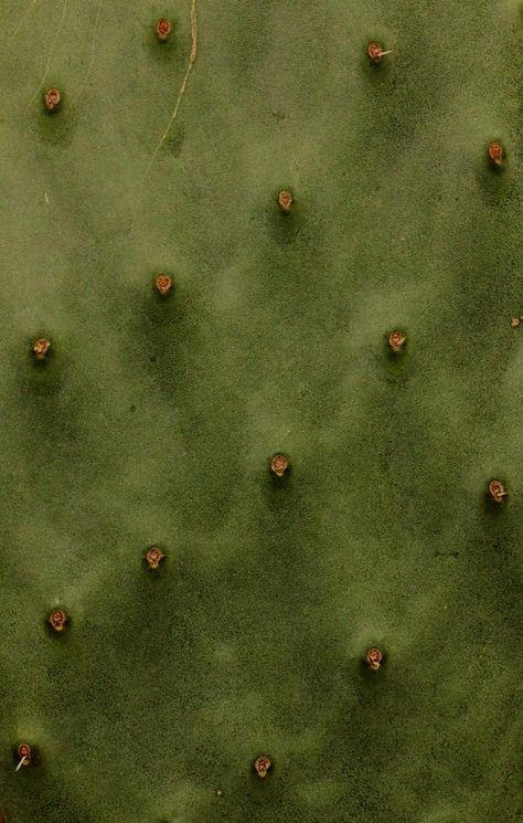 Cactus Texture, Desert Texture, Cactus Aesthetic, Texture Aesthetic, San Pedro Cacti, Cactus Photography, Plant Texture, Color Vibe, Desert Vibes