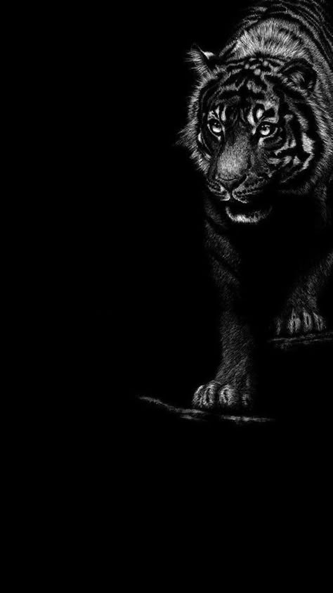 Dil Photos Love, Tiger Spirit Animal, Tiger Images, Album Artwork Cover Art, Photoshop Backgrounds Backdrops, Wild Animal Wallpaper, Wild Animals Photos, Tiger Wallpaper, Lion Head Tattoos