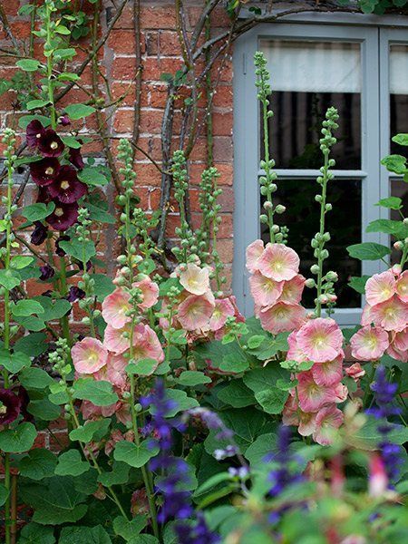 Funny Vine, Hollyhocks Flowers, Garden Beautiful, Cottage Garden Design, Cottage Garden Plants, Grasses Garden, Garden Shrubs, English Cottage Garden, Cottage Gardens