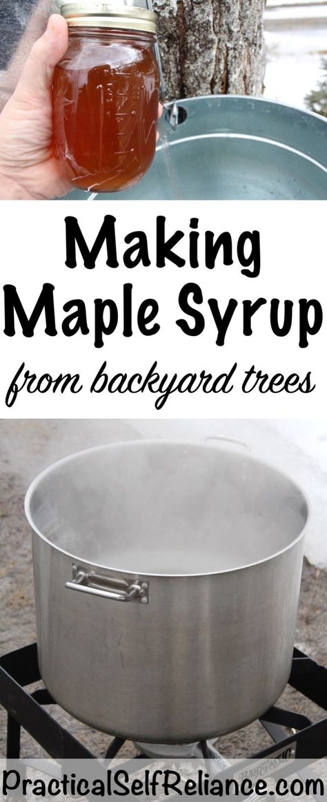 Making Maple Syrup — Practical Self Reliance Homemade Maple Syrup, Maple Syrup Recipes, Backyard Hammock, Backyard Trees, Mango Sorbet, Homesteading Skills, In The Summertime, Sugar Maple, Syrup Recipe