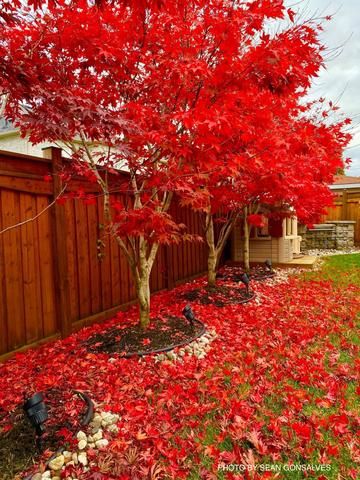 Buy Zone 9 Heat Tolerant Japanese Maples – Mr Maple │ Buy Japanese Maple Trees Japanese Maple Tree Landscape, Satsuki Azalea, Maple Tree Landscape, Japanese Maple Garden, Bloodgood Japanese Maple, Acer Trees, Coral Bark Japanese Maple, Japanese Red Maple, Red Maple Tree