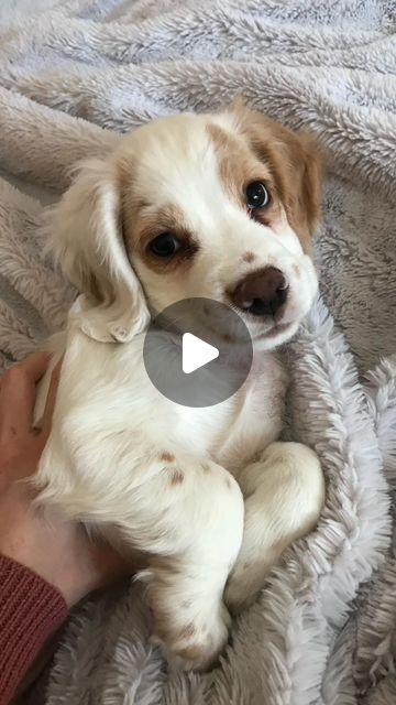 Puppy Bath, Micro Teacup Puppies, Cocker Spaniel Puppy, Cute Teacup Puppies, Teacup Puppies For Sale, Working Cocker, Very Cute Puppies, Dog Haircuts, Cocker Spaniel Puppies