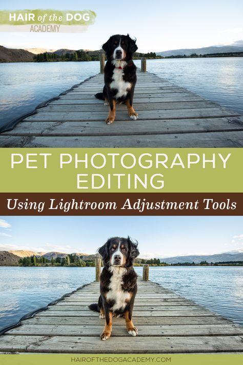 Dog Photography Settings, Homeschool Photos, Dog Photography Ideas Creative, Pet Photography Ideas, Editing Business, Personality Portraits, Pet Photography Props, Pet Photography Business, Pet Photography Poses