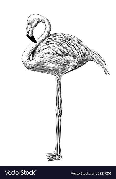 Flamingo Clipart Black And White, Parrot Clipart Black And White, Black And White Sketches, Flamingo, White Background, Vector Images, Vector Free, How To Draw Hands, Black And White