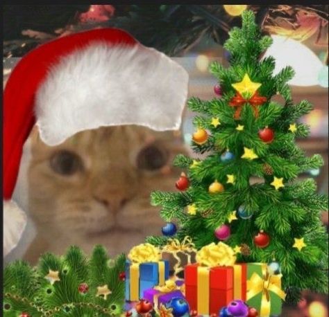 Christmas Cat Memes, Christmas Profile Pictures, Funny Christmas Pictures, Sean Lennon, Christmas Memes, Merry Christmas Funny, La Seine, Vanessa Paradis, Hello Kitty Christmas