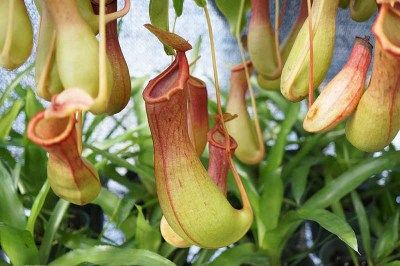 morningwood_growers_nepenthes_alata_pitcher Carnivorous Plants Care, Carnivorous Plants Terrarium, Endangered Plants, Strange Flowers, Tillandsia Air Plant, Plant Tattoo, Pitcher Plant, Unusual Plants, Unusual Flowers