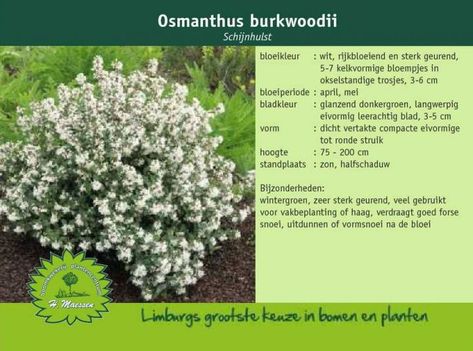 Schijnhulst - Osmanthus burkwoodii Osmanthus Burkwoodii, Pond Landscaping, Planting Plan, Landscaping Plants, Colour Schemes, Garden Styles, Go Outside, Planting, Perennials