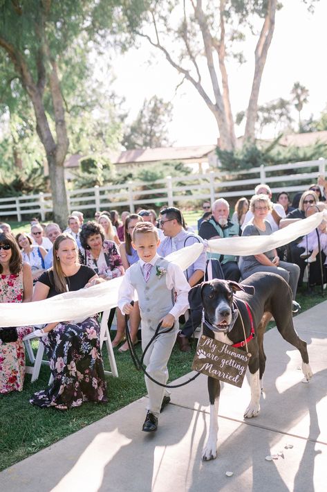 Great Dane Wedding, Pets Included In Wedding, Dog Wedding Ceremony, Dogs Included In Wedding, Dogs Incorporated Into Wedding, Dogs In Weddings Ceremony, Dog Incorporated In Wedding, Dog Ring Bearer Ideas, Dogs At Weddings Ideas