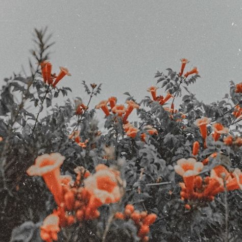 Gray Orange Aesthetic, Orange Grey Aesthetic, Gray And Orange Aesthetic, Grey Orange Aesthetic, Aesthetic Layout, Aesthetic Pfps, Icons Pfp, Salon Ideas, Orange Aesthetic