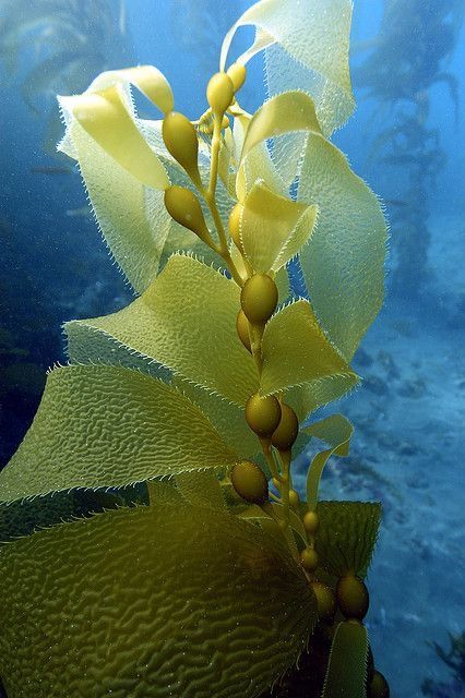 Kelp Photography, Kelp Forest Animals, Sea Moodboard, Kelp Forest Photography, Underwater Seaweed, Seaweed Plant Ocean, Ocean Plants, Underwater Plants, Zentangle Inspiration