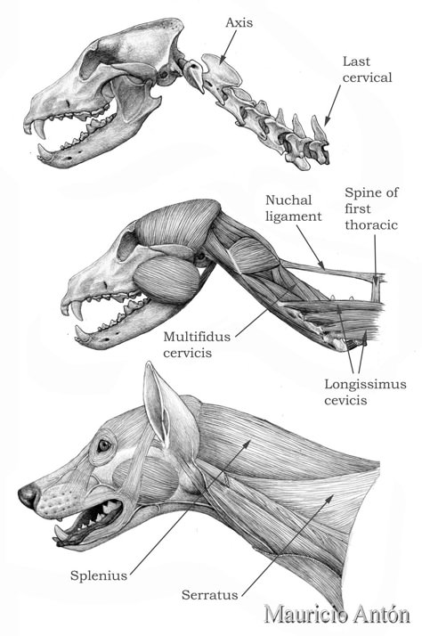 dogs Wolf-neck low Dog Skull, Head Anatomy, Dog Anatomy, Cat Anatomy, Dog Skeleton, Animal Skeletons, Animal Anatomy, Animal Study, 강아지 그림