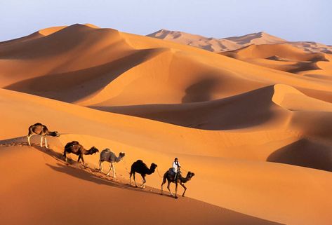 Morocco Arabic Photography, Camel Animal, Train Line, Great Sand Dunes, Desert Dunes, Morocco Tours, Mystical Places, Visit Morocco, Arabic Design