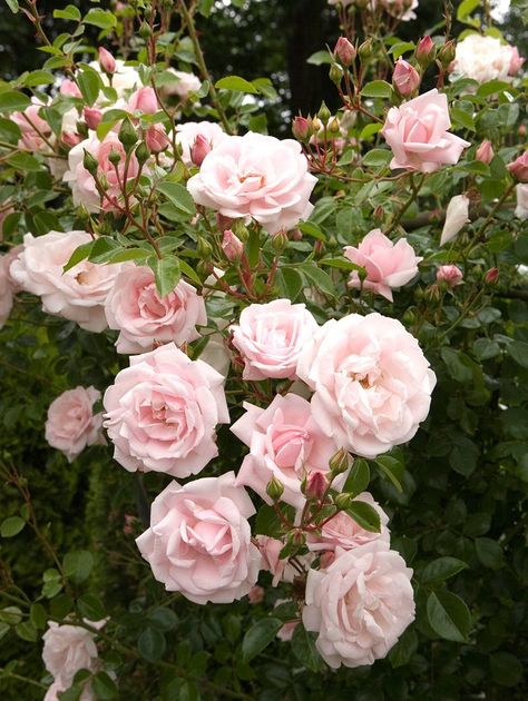 pink new dawn roses When To Prune Roses, Pruning Shrubs, Pruning Plants, Types Of Hydrangeas, Pruning Fruit Trees, Rose Gardening, Broadleaf Evergreen, Fragrant Roses, Rose Varieties