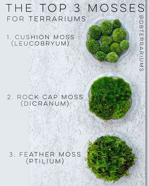 Patricia Buzo on Instagram: “Moss is my absolute favorite plant for terrariums. Did you know there are around 12,000 different species? But not all are created equal in…” Gothic Terrarium Ideas, Mossarium Moss Terrarium, Small Terrarium Plants, Moss Decor Ideas, Moss Terrarium Ideas, Plants For Terrariums, Moss Terrariums, Best Terrarium Plants, Closed Terrarium