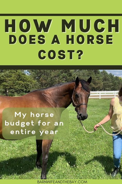 Bay Horse. Text reads "How much does a horse cost - my horse budget for an entire year" Horse Manure Management, Manure Management, Horse Ownership, Horse Farm Ideas, Horse Manure, Dressage Saddle Pad, Future Farms, My Horse, Horse Farm