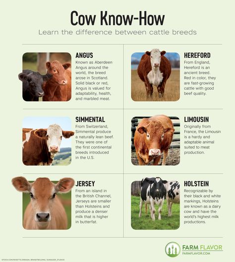 Cattle Breeds in Colorado Cattle Farming Ideas, Mini Cattle Breeds, Cow Farm, Dairy Cow Names, Raising Cattle For Beginners, Beef Cattle Breeds, Meat Cow Breeds, Best Meat Cow Breeds, Dairy Cow Breeds