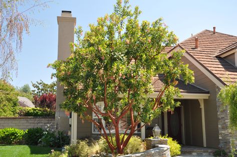 Arbutus 'Marina' - Marina Strawberry Tree | PlantMaster Arbutus Marina Tree, Arbutus Marina, Evergreen Nursery, Arbutus Tree, Small Evergreen Shrubs, Strawberry Tree, California Garden, Garden Solutions, Front Yards