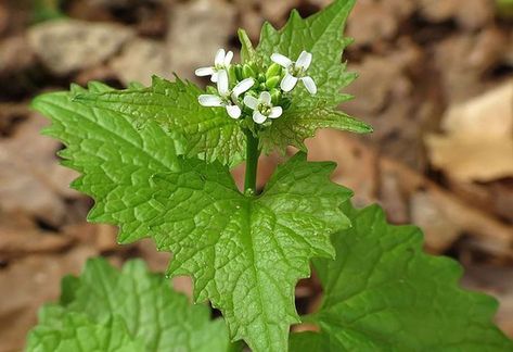 Garlic mustard and other invasive plants in PA Common Lawn Weeds, Lawn Weeds, Garlic Mustard, Mustard Plant, Wild Food Foraging, Foraging Recipes, Natural Recipes, Edible Wild Plants, Weeds In Lawn