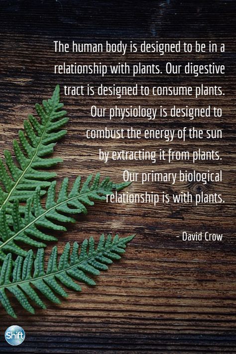 Plant Medicine Quotes, Herbalist Quotes, Medicine Quotes, Magia Das Ervas, Plants Quotes, Plant Medicine, Digestive Tract, Forest Bathing, Herbal Magic