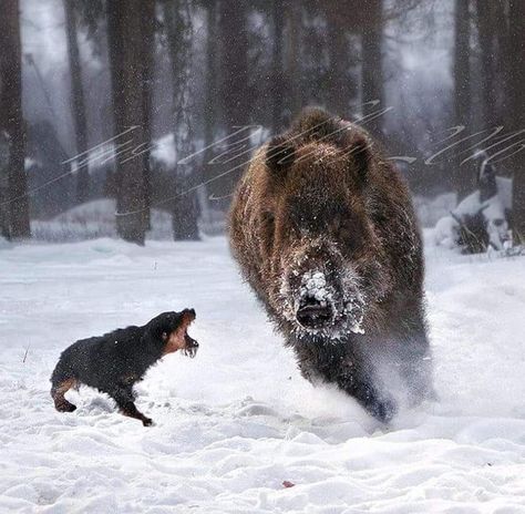 Jagdterrier Hunting, Wild Boar Hunting, Irish Red Setter, Red Setter, Boar Hunting, Hunting Pictures, Hog Hunting, Animals Friendship, Wild Boar