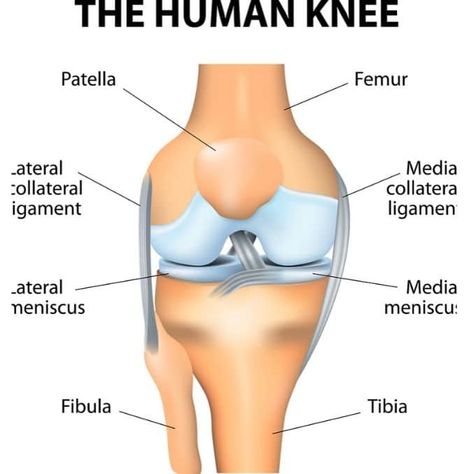 Anatomy Of The Knee, Common Knee Injuries, Parts Of The Knee, Human Knee, Patellofemoral Pain Syndrome, Knee Ligaments, Ligaments And Tendons, Ligament Injury, Knee Replacement Surgery