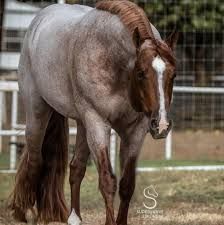 Roan Horse, Horse Tack Diy, Aqha Stallion, Kathiyawadi Horse, Vs Code, Western Pleasure Horses, Marwari Horses, American Paint Horse, Horse Facts