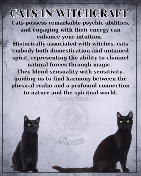 Title: The Mystical Role of Cats in Witchcraft 🐾✨ Cats have long been associated with witchcraft, serving as mystical companions to witches throughout history. These enigmatic creatures are believed to possess magical powers, acting as protectors and guides in the spiritual realm. Their keen intuition and mysterious nature make them ideal familiars, aiding witches in their rituals and spellcasting. 🧙‍♀️ In many cultures, black cats are seen as symbols of good luck and protection, contrary t... Black Cat Symbolism, Cat Witchcraft, Black Cat Meaning, Witch Familiar, Black Cat Energy, Cat Symbolism, Cat Magic, Witches Familiar, Witch Tips