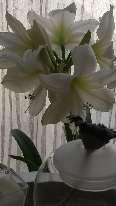 White Amaryllis Aesthetic, Persephones Garden, Amaryllis Aesthetic, Amaryllis Flowers, Lily Plants, Nothing But Flowers, Lily White, Rose Decor, Flower Therapy