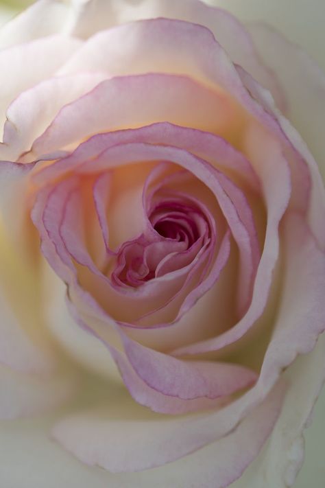 Close Up Photography, Pink Rose, Pink Roses, Blush Pink, Close Up, Nature Photography, Blush, Roses, Plants