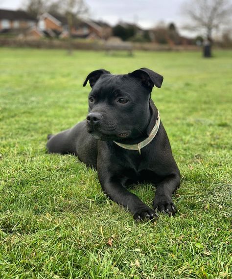 English Staffordshire Terrier, English Staffordshire Bull Terrier, Black Pitbull, Staffy Dog, Staffordshire Terriers, Dog Aesthetic, American Dog, Pets 3, Bull Terriers