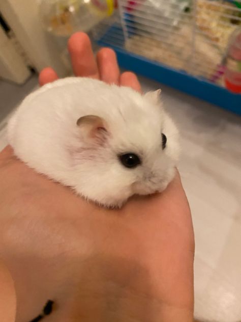 cute russian dwarf hamster Albino Hamster, Russian Hamster, Roborovski Hamster, Small Hamster, Ashley Park, Pet Hamster, Hamster Care, Cute Small Animals, Hams