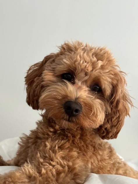 Toy Cavoodle, Angel Boy, Cute Dog Photos, Dream Dog, Story Board, Birthday Wishlist, Dog Photos, Cute Dogs, Light Colors