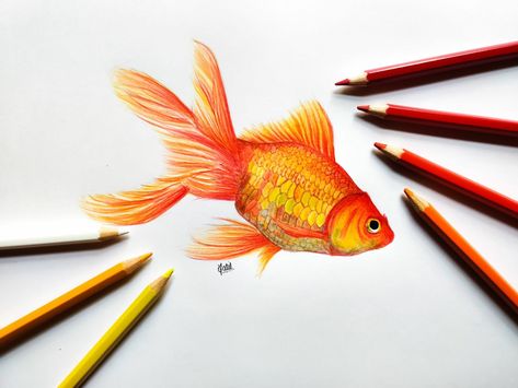 Faber Castell Drawing, Goldfish Drawing, Pencil Colours, Color Pencil Sketch, Prismacolor Art, Colored Pencil Artwork, Pen Art Drawings, Painting Classes, Fish Drawings