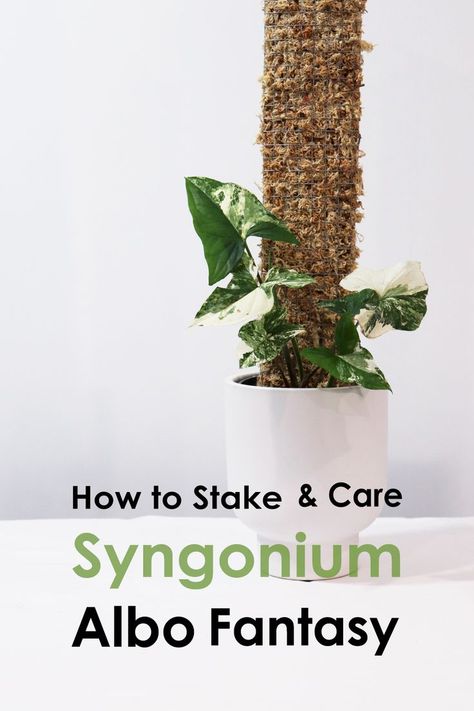 Syngonium Fantasy Plant, Syngonium Moss Pole, Syngonium Albo, Fantasy Plants, Moss Pole, Nature Plants, Plant Collection, The Soil, The Plant