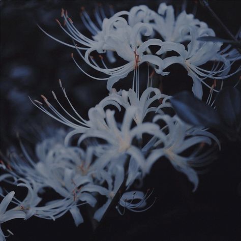 Red Spider Lily, Living Dead Dolls, Flower Meanings, Nothing But Flowers, White Lilies, Aesthetic Images, 인물 사진, Blue Aesthetic, Photo Backgrounds