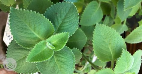 Spice Up Your Life With The Natural Healing Benefits of Cuban Oregano Cuban Oregano Plant, Oregano Uses, Cuban Oregano, Natural Snoring Remedies, Snoring Essential Oils, Oregano Oil Benefits, Oregano Plant, Flavored Beer, Oregano Leaves